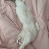 Seal Point Ragdoll Kitten in New York