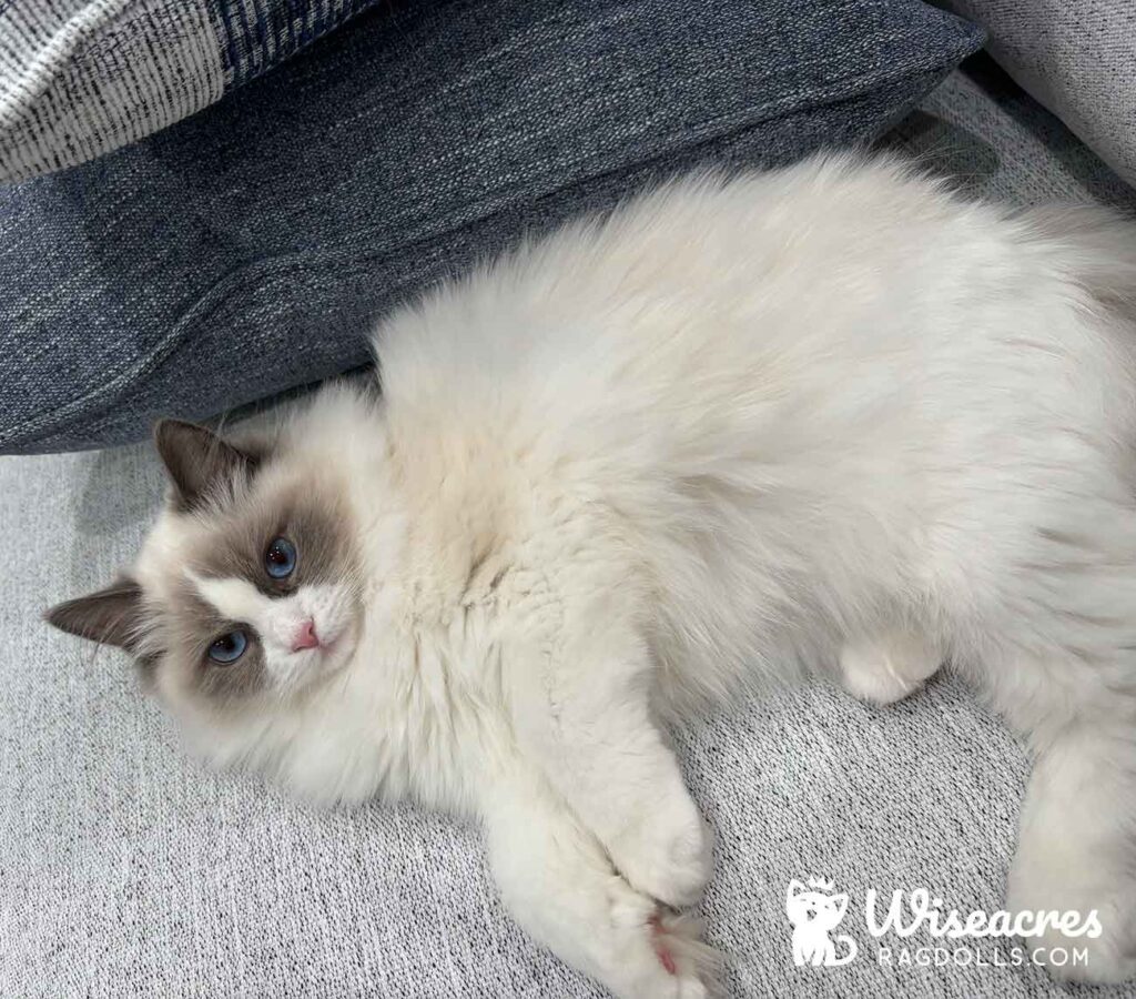 Seal Point Ragdoll Kitten in New York