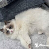 Seal Point Ragdoll Kitten in New York