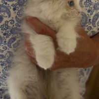 Seal Point Ragdoll Kitten in New York