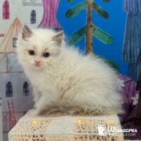 Seal Point Ragdoll Kitten in New York