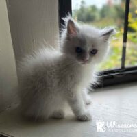 Seal Point Ragdoll Kitten in New York