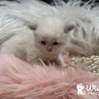 Seal Point Ragdoll Kitten in New York