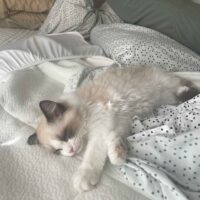 Seal Point Ragdoll Kitten in New York