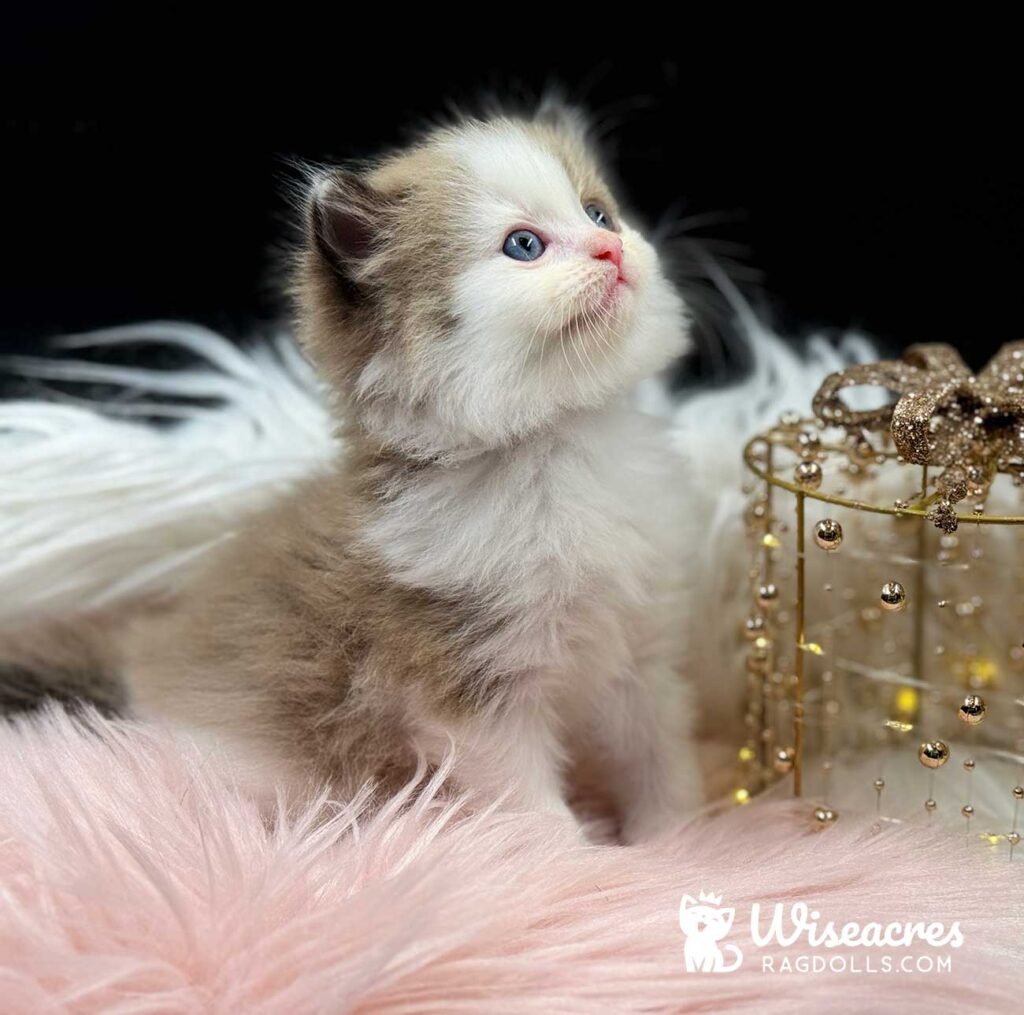 Mink Bicolor Mitted Ragdoll Kitten For Sale