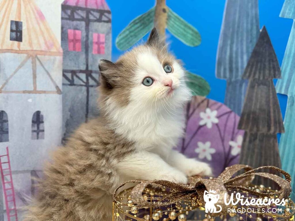 Mink Bicolor Mitted Ragdoll Kitten For Sale