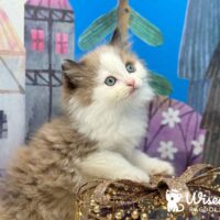 Mink Bicolor Mitted Ragdoll Kitten For Sale