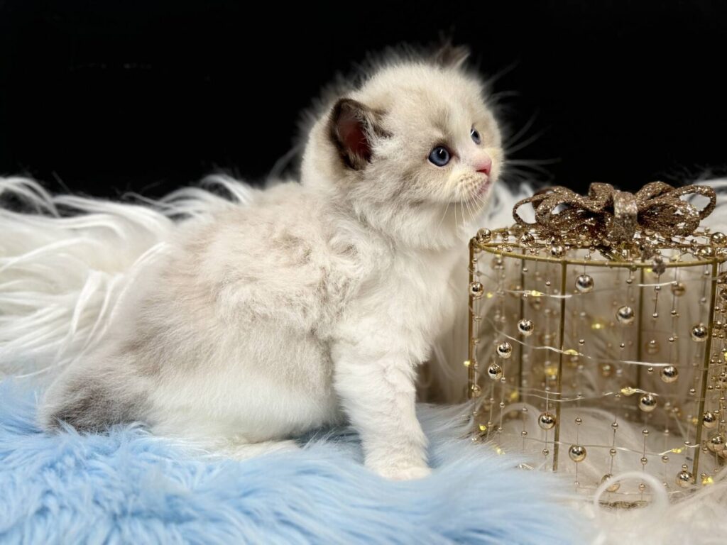 Chocolate Bicolor Mitted Ragdoll Kitten For Sale