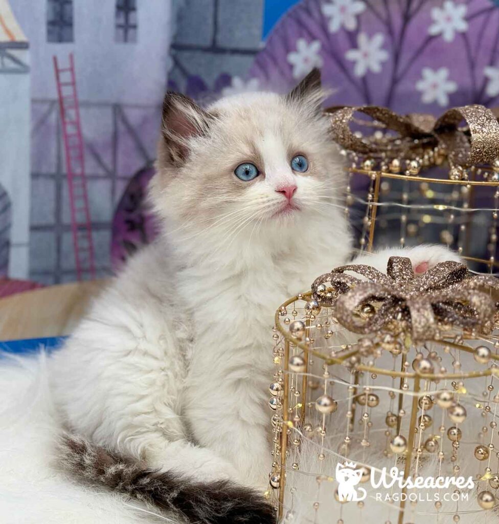 Chocolate Bicolor Mitted Ragdoll Kitten For Sale