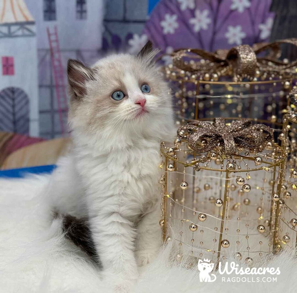 Chocolate Bicolor Mitted Ragdoll Kitten For Sale