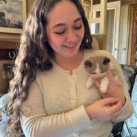 Mink Bicolor Mitted Ragdoll Kitten in Lamar, Arkansas