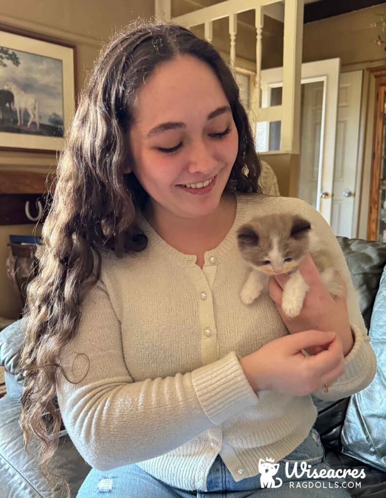 Mink Bicolor Mitted Ragdoll Kitten in Lamar, Arkansas