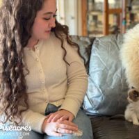 Mink Bicolor Mitted Ragdoll Kitten in Lamar, Arkansas