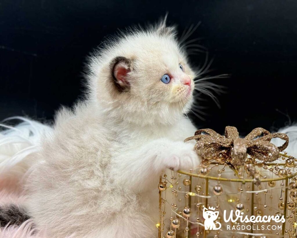 Seal Bicolor Mitted Ragdoll Kitten For Sale