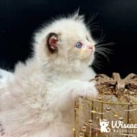 Seal Bicolor Mitted Ragdoll Kitten For Sale