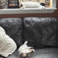 Seal Point Mitted Ragdoll Kittens in Miami, Florida