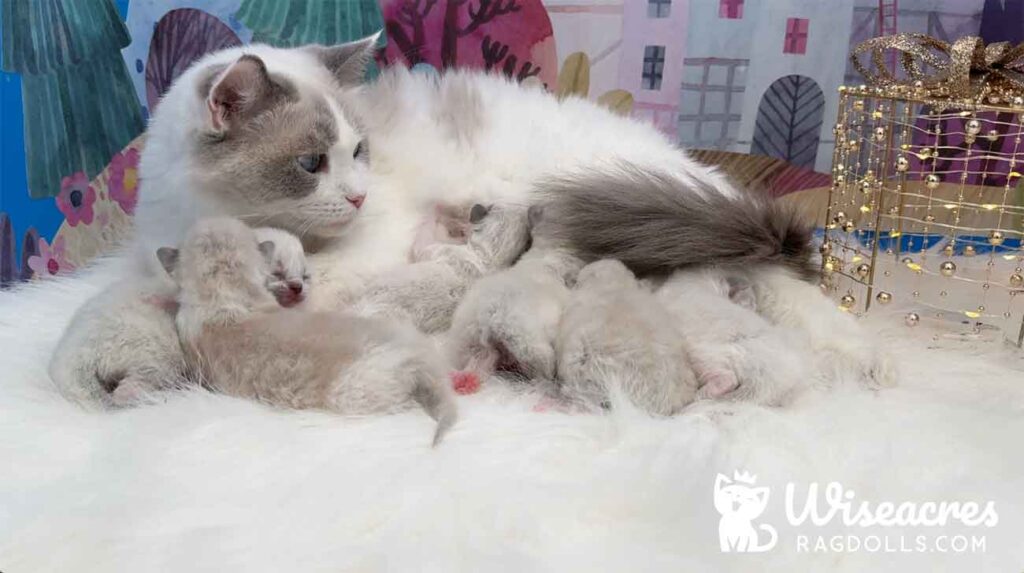 Ragdoll Kittens For Sale