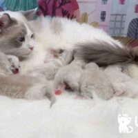 Ragdoll Kittens For Sale