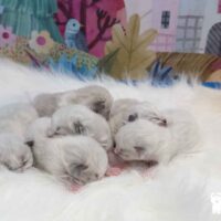 Ragdoll Kittens For Sale