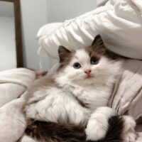 Mink Bicolor Ragdoll Kitten in Rogers, Arkansas