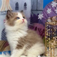 Mink Bicolor Ragdoll Kitten in Rogers, Arkansas