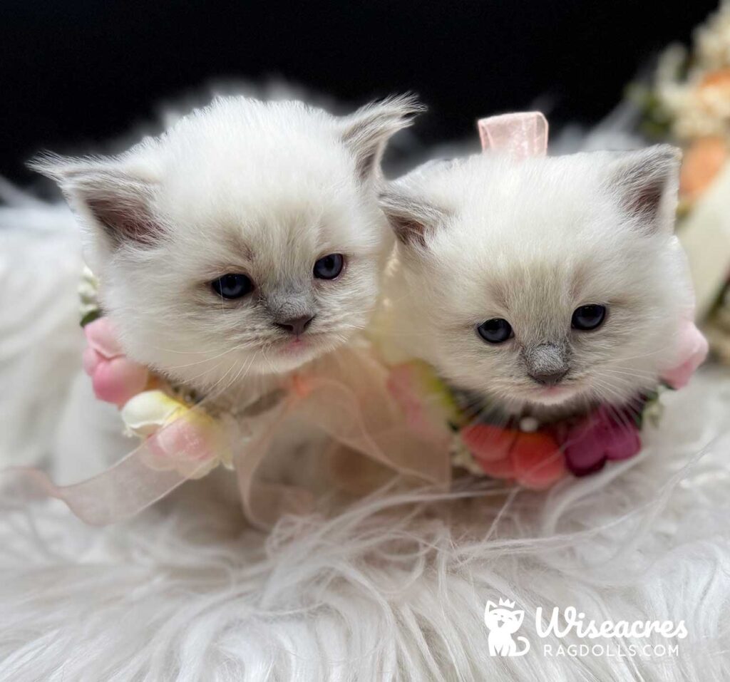 Blue Point Mitted Ragdoll Kittens For Sale