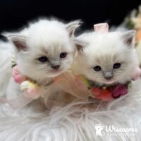 Blue Point Mitted Ragdoll Kittens For Sale