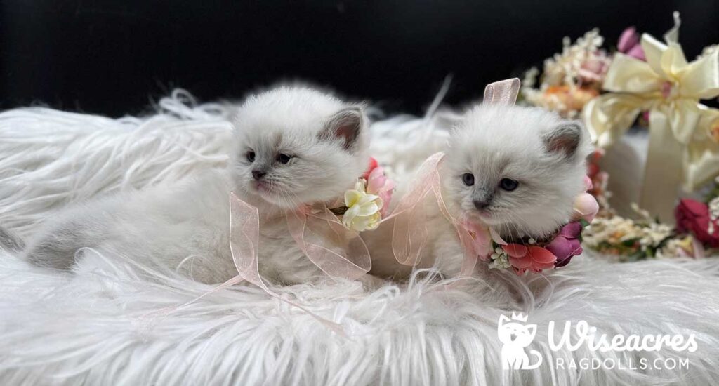 Blue Point Mitted Ragdoll Kittens For Sale