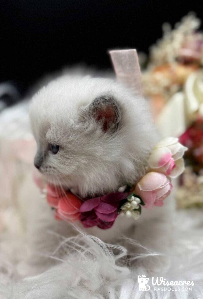 Blue Point Mitted Ragdoll Kittens For Sale