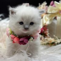 Blue Point Mitted Ragdoll Kittens For Sale
