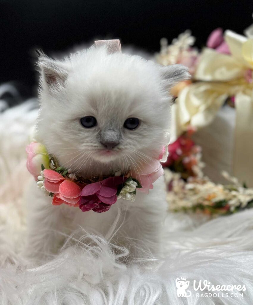 Blue Point Mitted Ragdoll Kittens For Sale