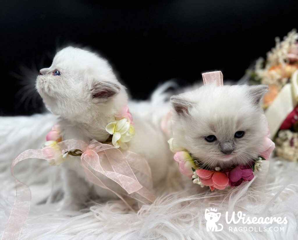 Blue Point Mitted Ragdoll Kittens For Sale