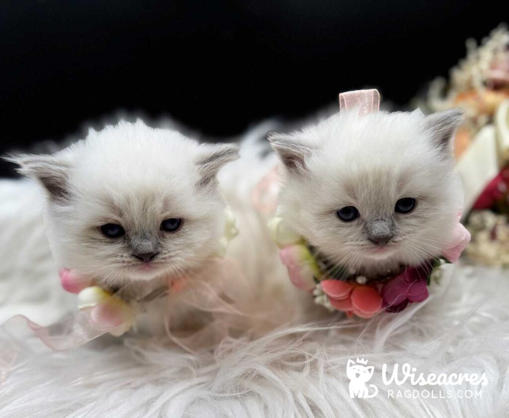 Blue Point Mitted Ragdoll Kittens For Sale