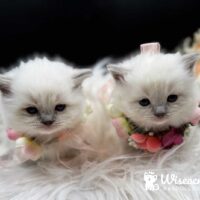 Blue Point Mitted Ragdoll Kittens For Sale