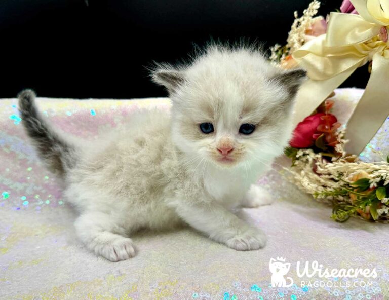 Seal Bicolor Ragdoll Kitten For Sale