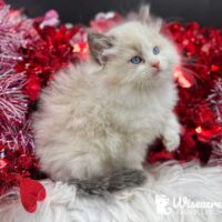 Seal Bicolor Ragdoll Kitten For Sale