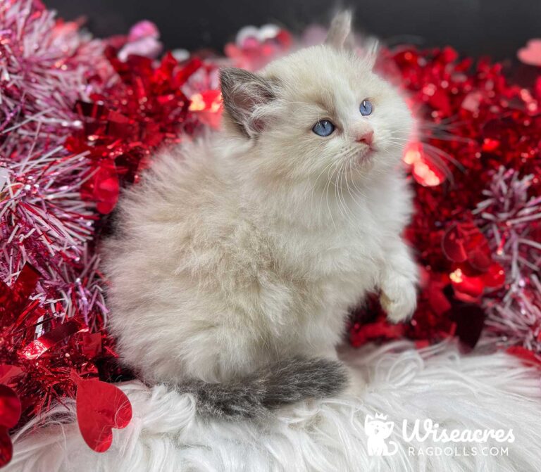 Seal Bicolor Ragdoll Kitten For Sale