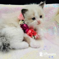 Seal Bicolor Ragdoll Kitten For Sale