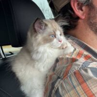 Chocolate Bicolor Ragdoll kitten in Sallisaw, Oklahoma