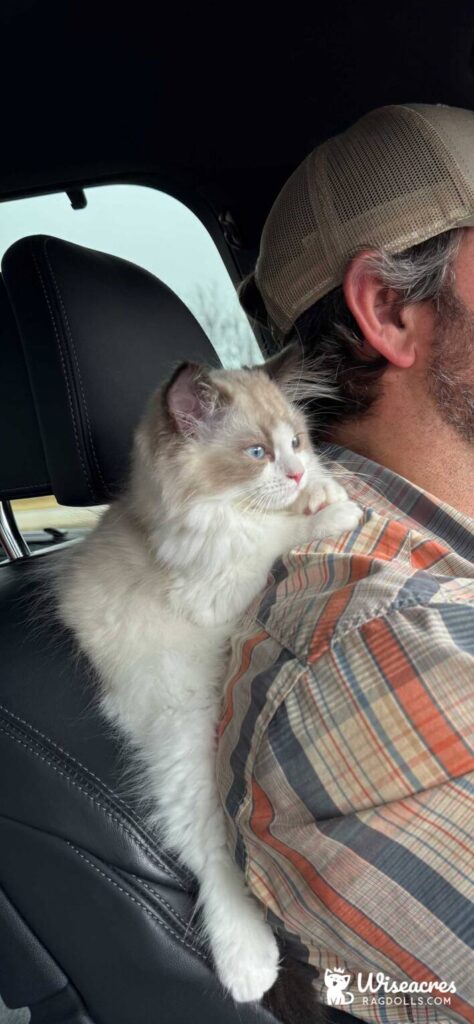 Chocolate Bicolor Ragdoll kitten in Sallisaw, Oklahoma