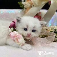 Blue Point Ragdoll Kitten For Sale