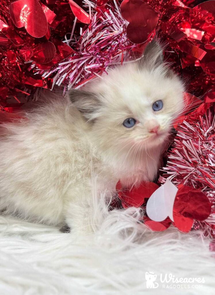 Blue Point Bicolor Ragdoll Kitten For Sale