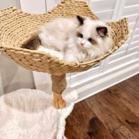 Seal Point Bicolor Ragdoll Kitten in Hot Springs, Arkansas