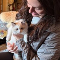 Seal Point Bicolor Ragdoll Kitten in Hot Springs, Arkansas