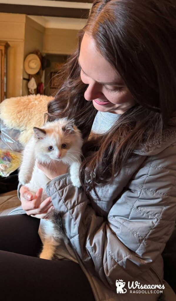 Seal Point Bicolor Ragdoll Kitten in Hot Springs, Arkansas