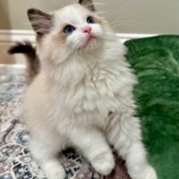 Seal Point Bicolor Ragdoll Kitten in Hot Springs, Arkansas