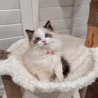 Seal Point Bicolor Ragdoll Kitten in Hot Springs, Arkansas