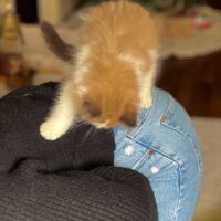 Mink Bicolor Mitted Ragdoll Kitten in Lamar, Arkansas