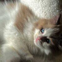 Mink Bicolor Mitted Ragdoll Kitten in Lamar, Arkansas