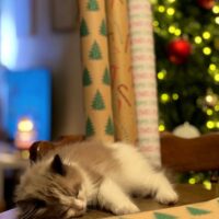 Mink Bicolor Mitted Ragdoll Kitten in Lamar, Arkansas